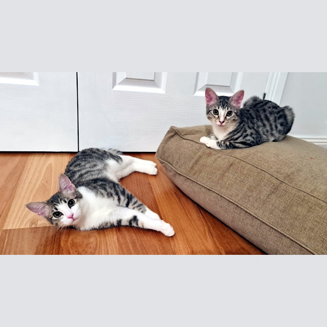 Photo of Charlie Suk013370 & Lola Suk013369