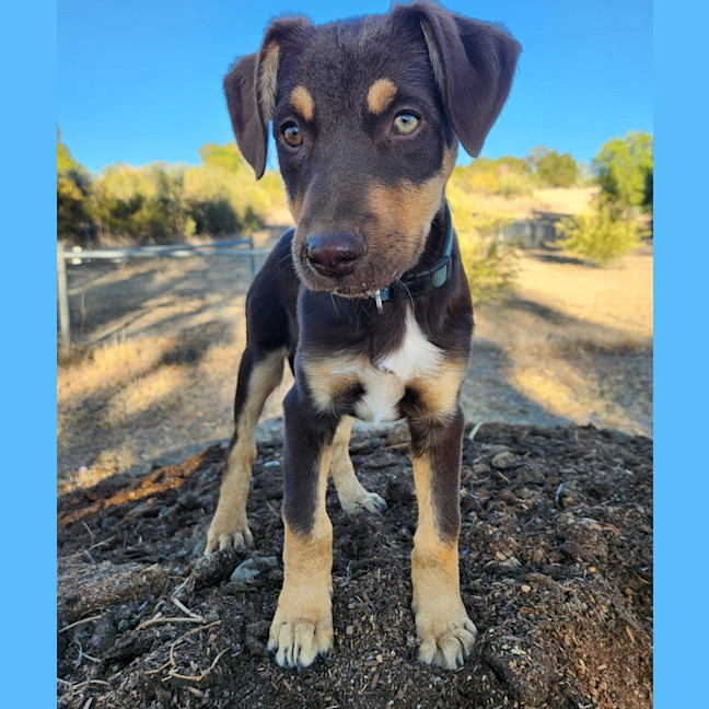 Photo of Copper