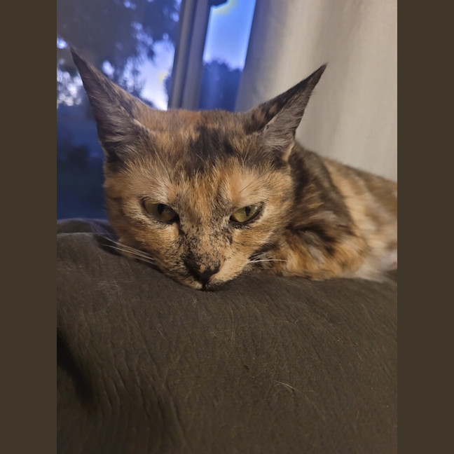 Photo of Daisy