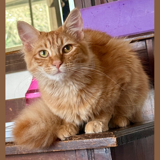 Photo of Lady Cattlin