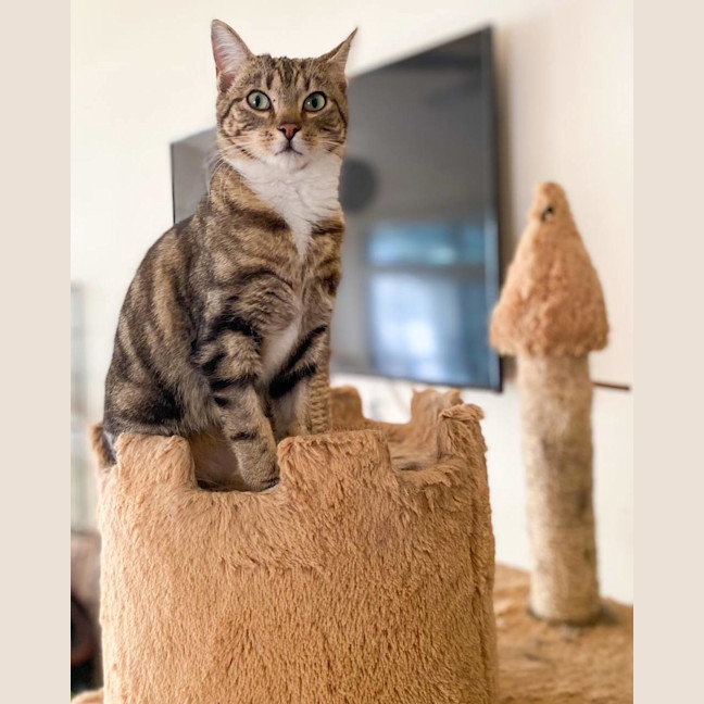 Photo of Kit Kat