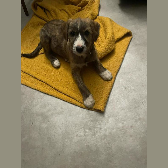 Photo of Scruffy