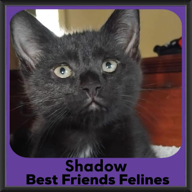 Photo of Shadow 