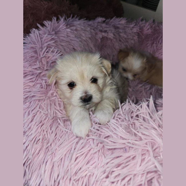 Photo of Millie's Pups   Shih Tzu X Maltese