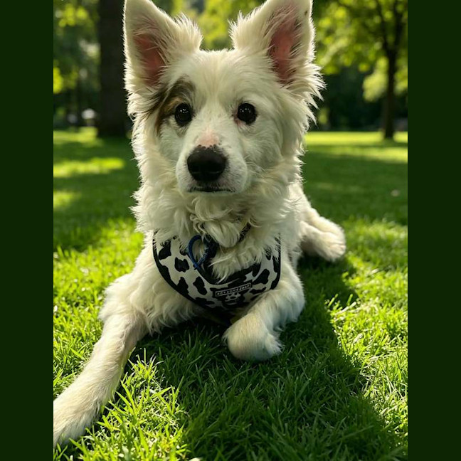 Photo of Kasper
