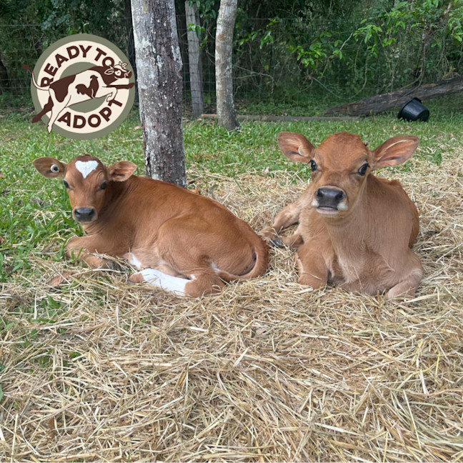 Photo of Albert, Oscar & Teddy