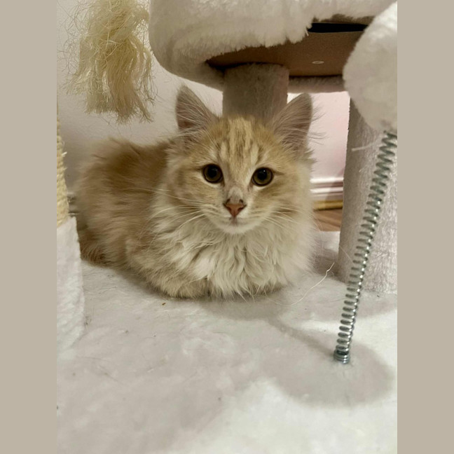 Photo of Juniper   In Foster In Doreen