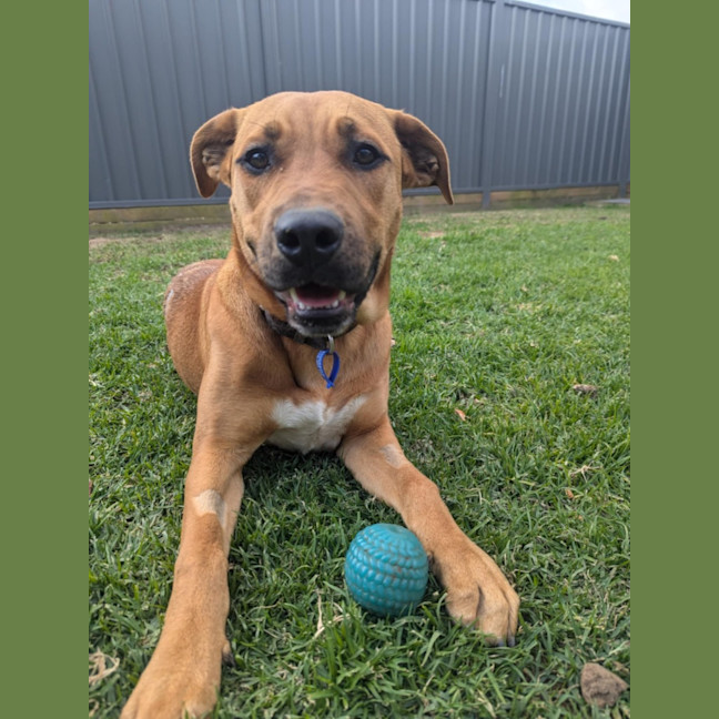 Photo of Cooper   1 Year Old Labrastaff X (Trial)