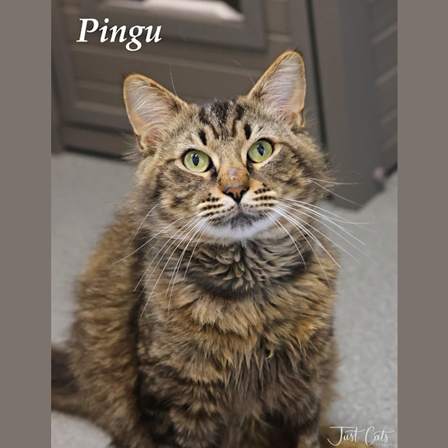 Photo of Pingu