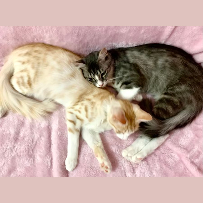 Photo of Mario & Luigi