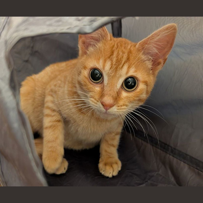 Photo of Hugo