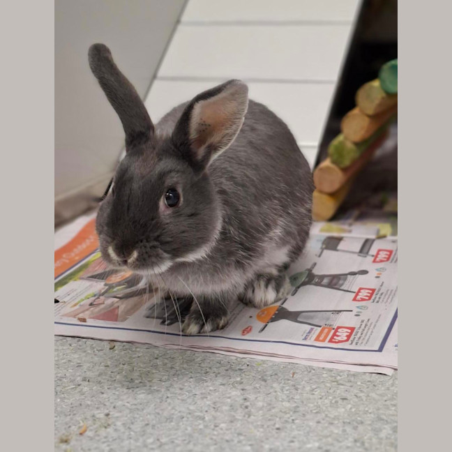 Photo of Truffle
