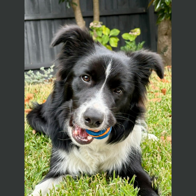 Photo of Nova