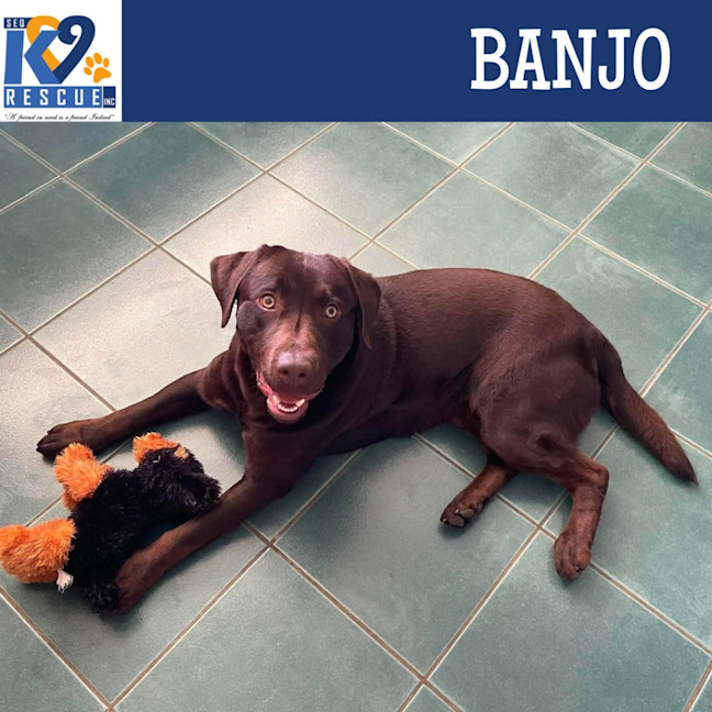 Photo of Banjo