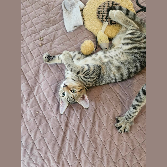 Photo of Gizmo