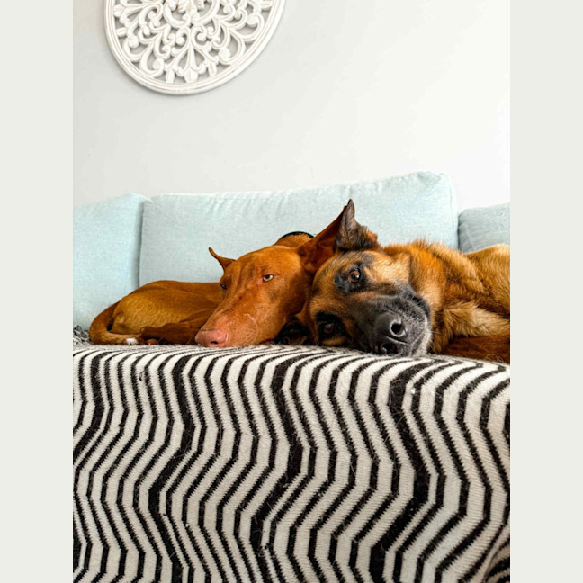 Photo of Buddy