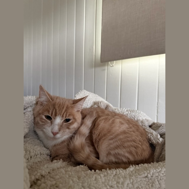 Photo of Simon