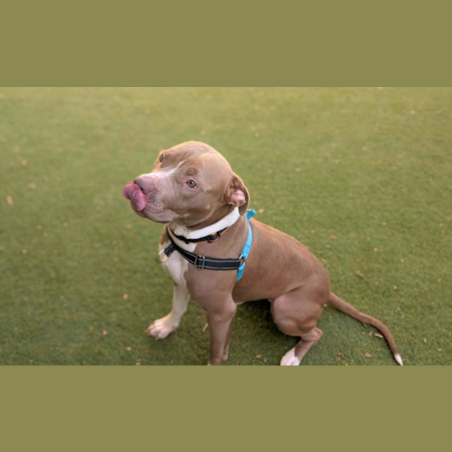 Photo of Teacup