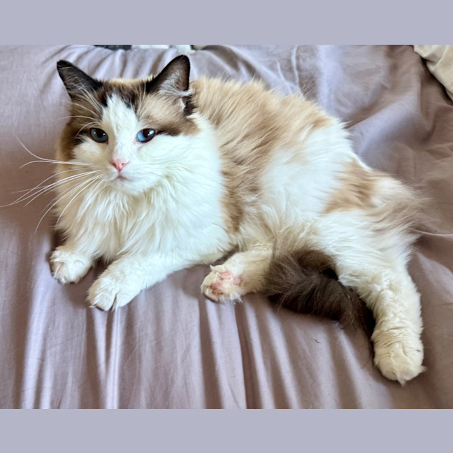 Photo of Yumi Ragdoll