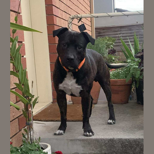 Photo of Buster