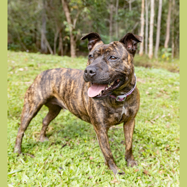 Photo of Daffodil 
