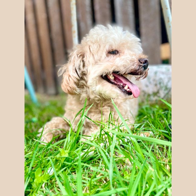 Photo of Molly & Benji