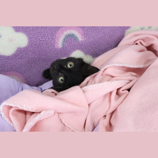 Photo of Bisque