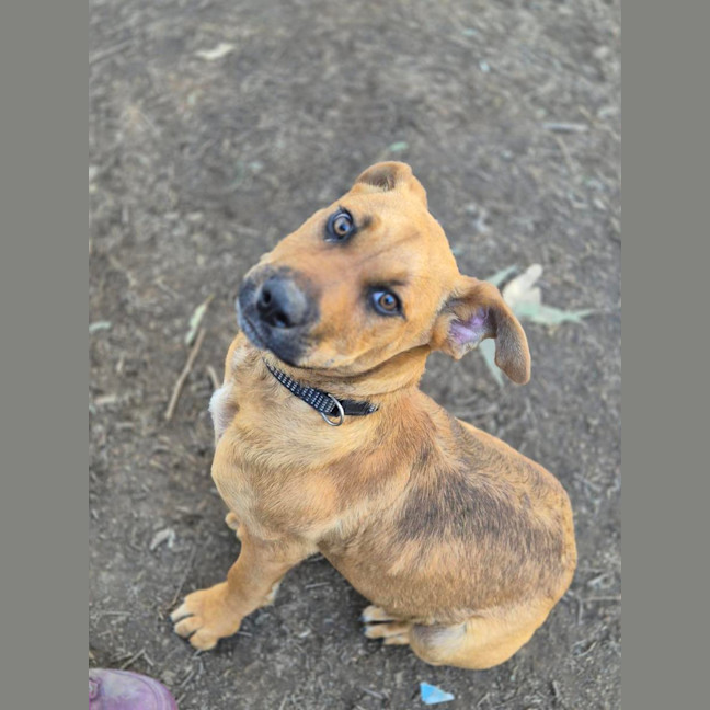 Photo of Ginger