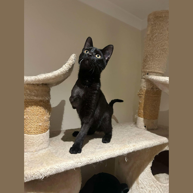 Photo of Gomez   Located In Pakenham