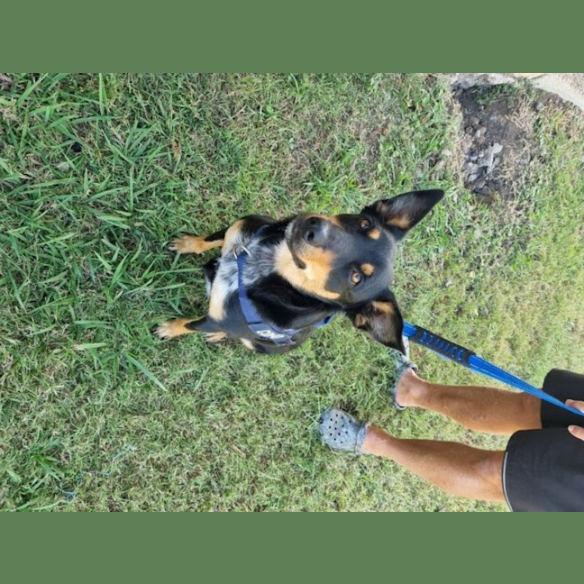 Photo of Cobbo *$350 Adoption Fee*