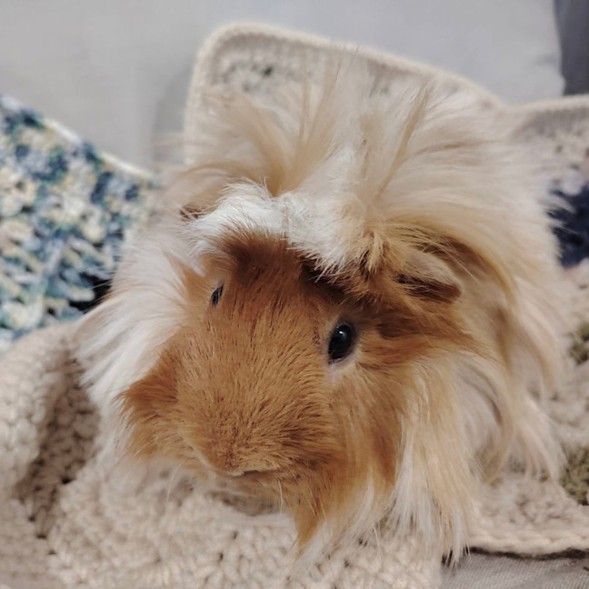 Photo of Tofu & Brownie Boy