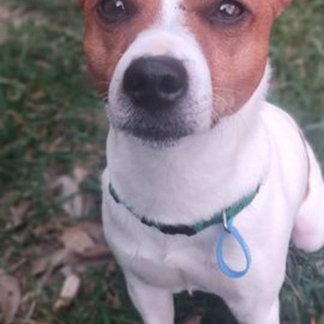 Photo of Peanut