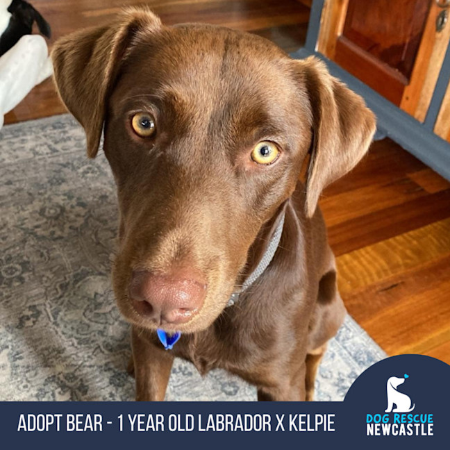 Photo of Bear   1 Year Old Labrador X Kelpie 