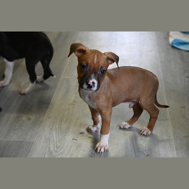 Photo of Basil