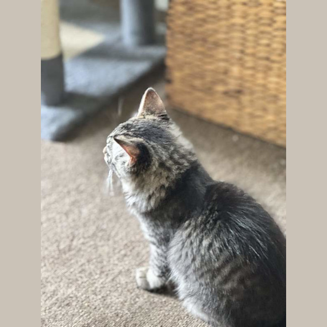 Photo of Fluffy