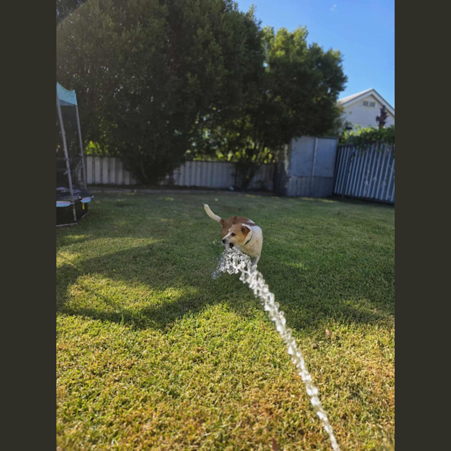 Photo of Wicket   7 Year Old Jack Russell X
