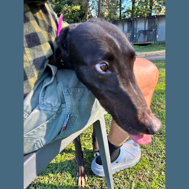 Photo of Arrow