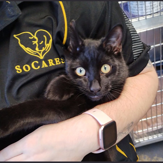 Photo of Ace   Now Available At Pet Quarters Morisset