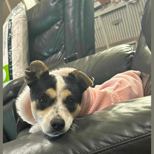Photo of Pepper