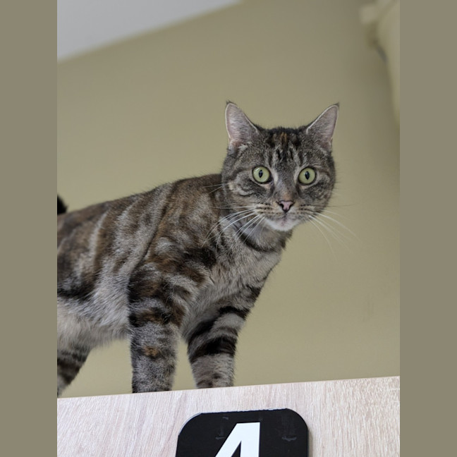 Photo of 🍧 Queenie 5290 🍧