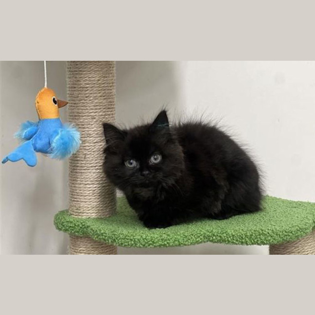 Photo of Mabel