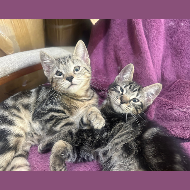 Photo of Pixel & Parker