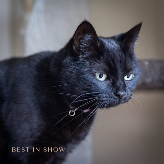 Photo of Luna