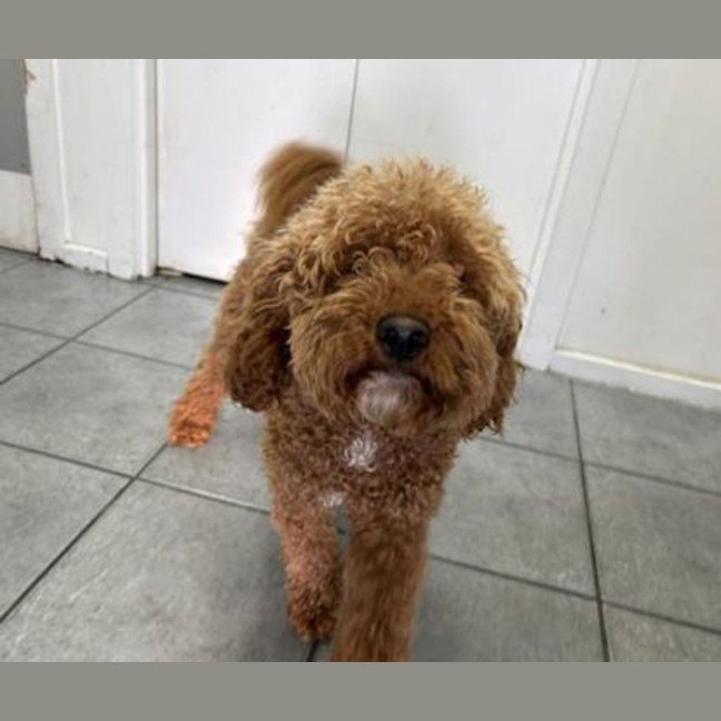 Photo of Rufus Dufus