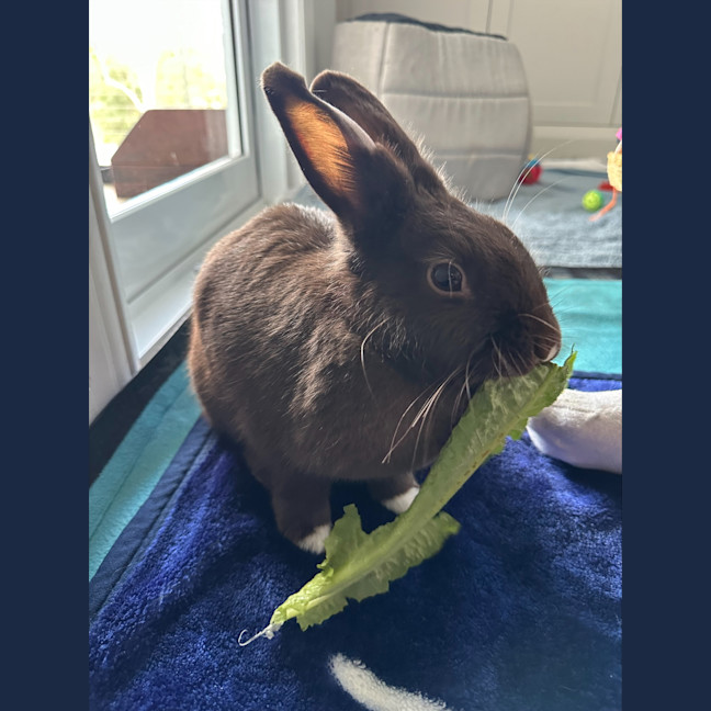 Photo of Cadbury