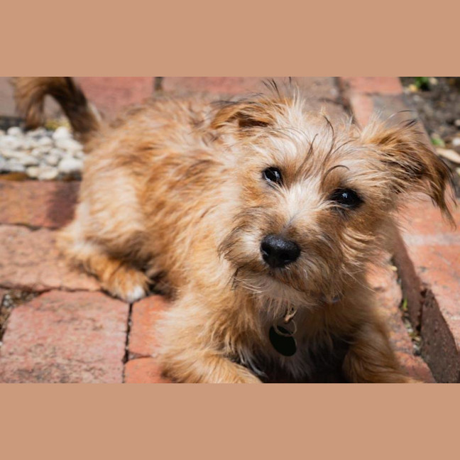 Photo of Albie Valenti