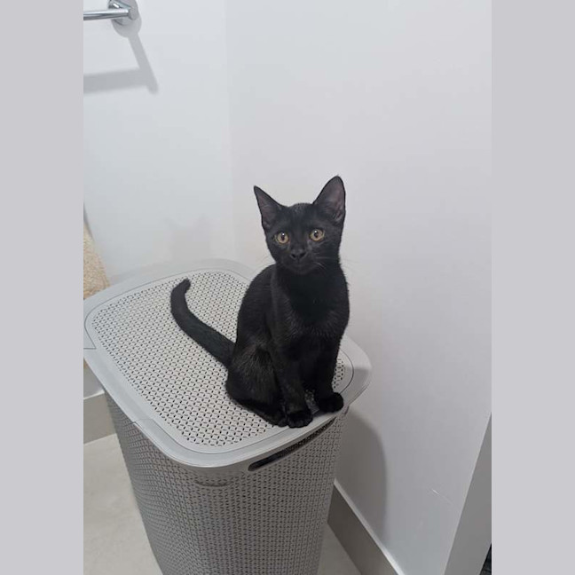 Photo of Stella