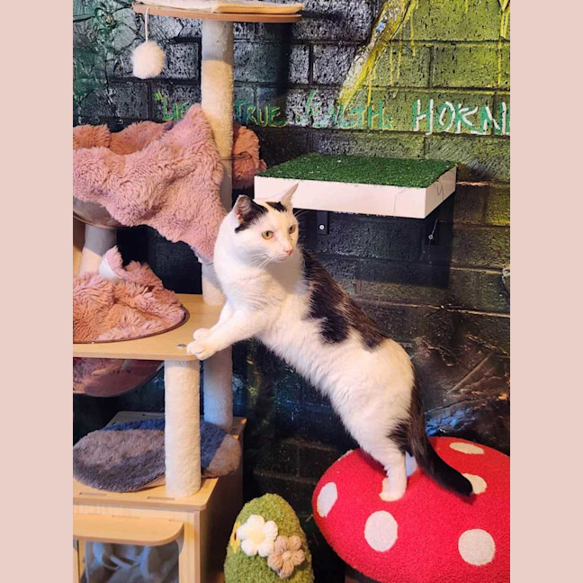 Photo of Galaxy Annihilator