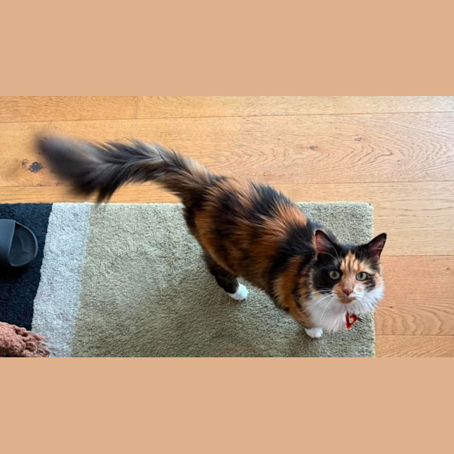 Photo of Jinx