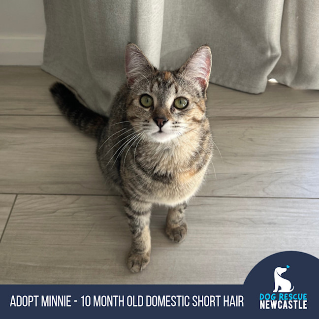 Photo of Minnie   10 Month Old Domestic Short Hair